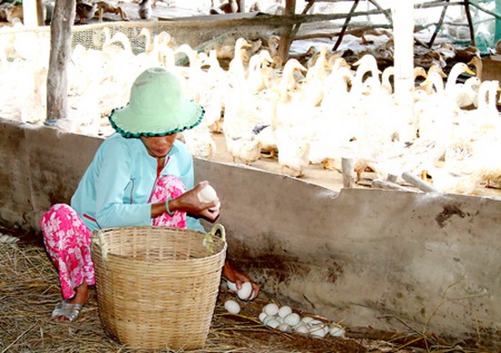 1001 cách làm ăn: Nuôi vịt lấy trứng