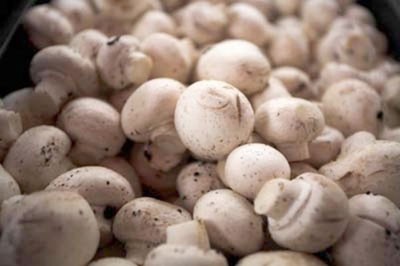 1001 cách làm ăn: Trồng nấm mỡ