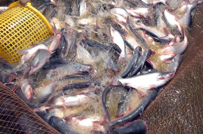 Áp dụng VietGAP tạo thương hiệu với nhà nhập khẩu