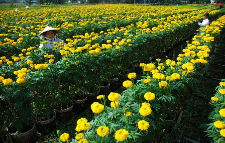 Áp dụng công nghệ trồng hoa kiểng của Hà Lan