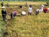 Bạc Liêu: Lúa khó tiêu thụ