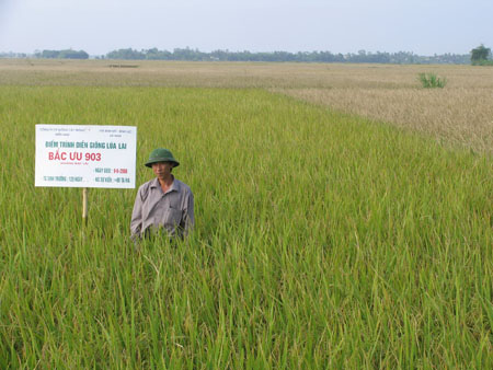 Bác ưu 903 KBL - nói không với bệnh bạc lá