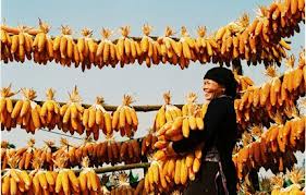Bản triệu phú giữa rừng Tây Bắc