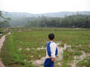 Báo động việc nông dân bỏ ruộng