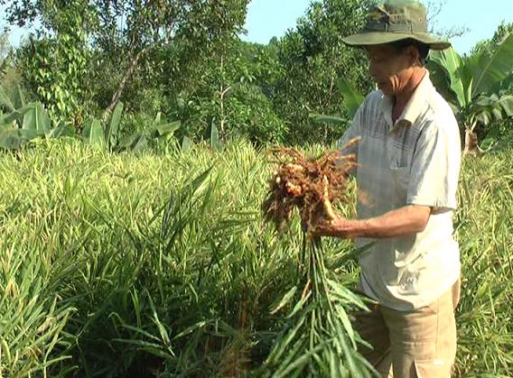 Bệnh thối củ đe dọa hàng trăm ha gừng ở Chợ Gạo (Tiền Giang)