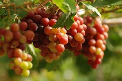 Bí quyết trồng nho bội thu