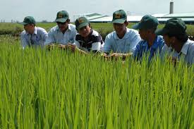 Bình chọn “Nông dân Việt Nam xuất sắc 2013”: 113 nông dân được đề cử