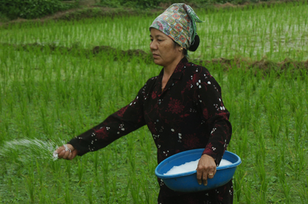 Bón phân NPK-S Lâm Thao cho cây cỏ voi