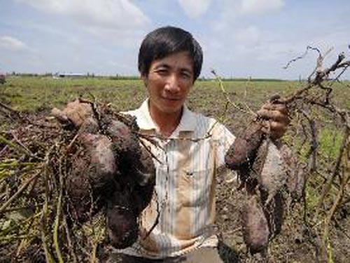 Bón phân NPK-S Lâm Thao cho cây khoai lang