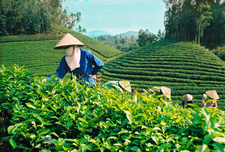 Bón phân hợp lý cho cây chè ở miền núi phía Bắc