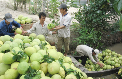 Bưởi Năm Roi trúng mùa, được giá