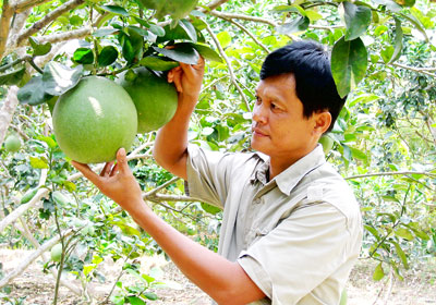 Bưởi da xanh tăng giá kỷ lục