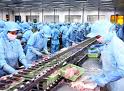 Cá tra đang “sống khỏe” tại nhiều thị trường mới