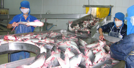 Cá tra vẫn thất trận