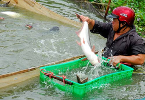 Cấp cứu ngành cá tra