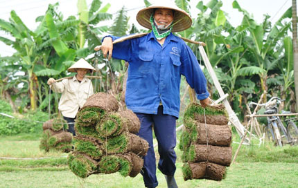 Cây cỏ nhung Nhật Bản ở Phú Diễn