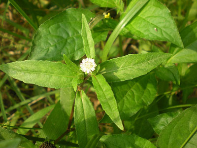Cây thuốc nhà quê