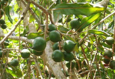 Cây "tỷ đô" cho Tây Nguyên