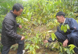Chăm sóc, bón phân cho cà phê trong mùa mưa