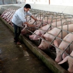 Chăn nuôi Hà Nội ngày càng khởi sắc