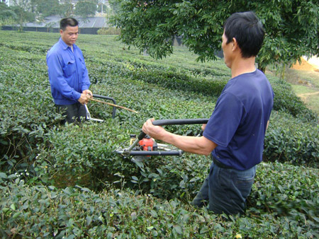 Chè sạch tắc đầu ra