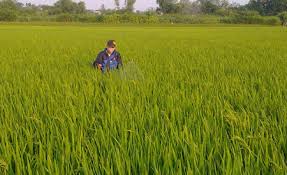 Chủ nhân giống lúa thảo dược
