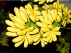 Chuối "tiến vua" trấn Sơn Nam Hạ