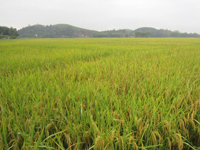 Chuyện ở quê