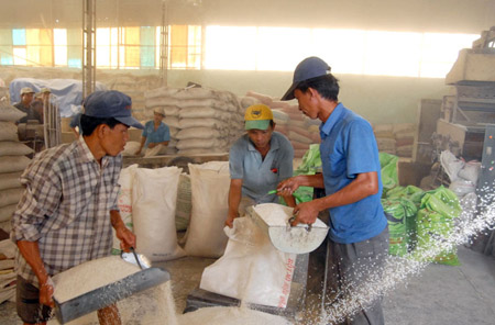 Cung tăng, cầu giảm, giá gạo lao dốc