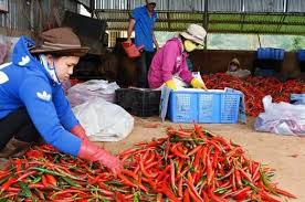 Cuối vụ, giá ớt giảm mạnh
