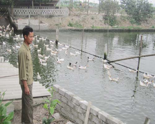Cựu chiến binh làm giàu từ mô hình VAC
