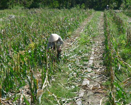 ĐBSCL: Trồng bắp lãi gấp 2,5-4 lần trồng lúa