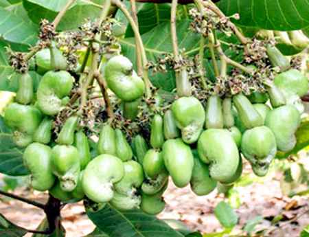 Dân ồ ạt bán điều non