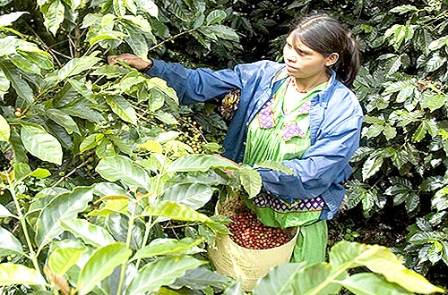 Đào tạo nông dân thích ứng với nông nghiệp công nghệ cao