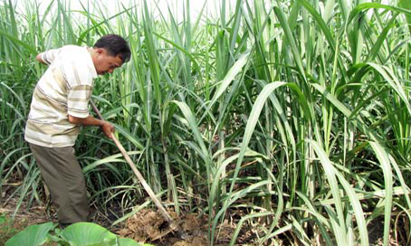 Đất hoang cho bạc tỷ