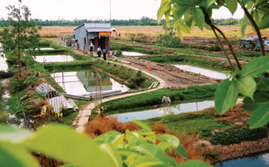 Đất hoang không phụ công người