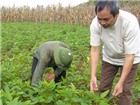 Đậu tương DT51 có thể trồng 3 vụ/năm