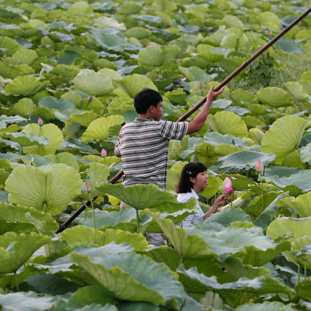 Để sen tỏa ngát hương