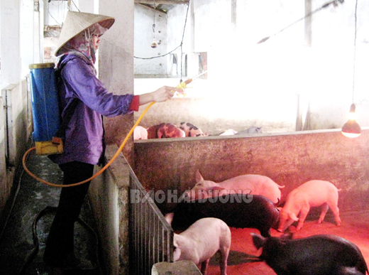 Dịch bệnh tai xanh đang rình rập: Nhiều khó khăn để phòng