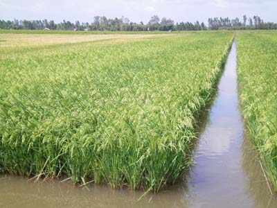 Dinh dưỡng tốt cho lúa vùng nhiễm mặn
