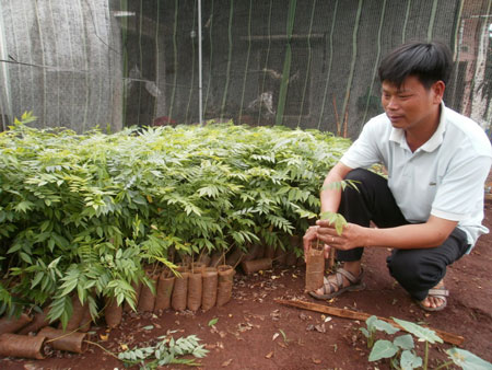 Đổ xô đi “săn” sưa giống