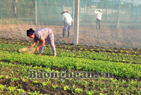 Doanh nghiệp hỗ trợ nông dân Nghi Ân trồng rau sạch trong nhà lưới