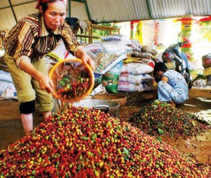 Doanh nghiệp than thiếu tiền mua cà phê vụ mới