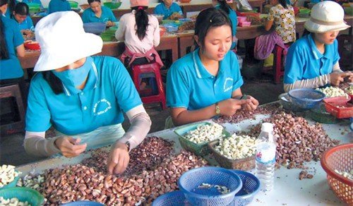Doanh nghiệp xuất khẩu nông sản muốn bỏ thuế VAT