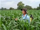 Đổi đời nhờ ngô lai