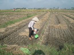 Đồng Tháp: ĐI LÊN TỪ MÔ HÌNH VACR