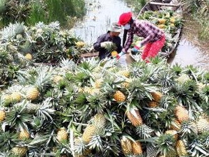Dứa Tân Phước không có thuốc kích thích Trung Quốc