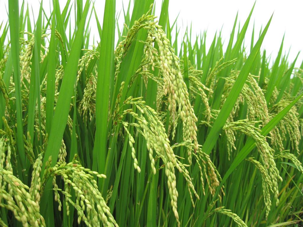 Gạo Việt Nam không đáng bị bán rẻ