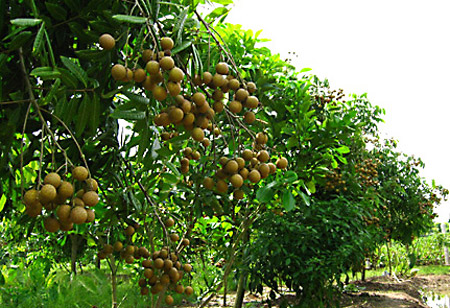Ghép cải tạo nhãn chín muộn