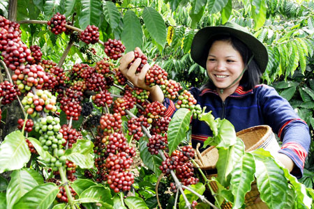 Giá cà phê Tây Nguyên lên 34,1 triệu đồng/tấn